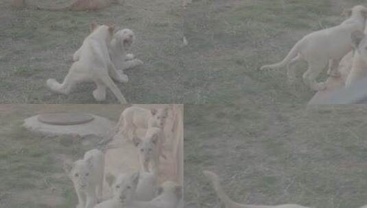 动物园小狮子高清在线视频素材下载