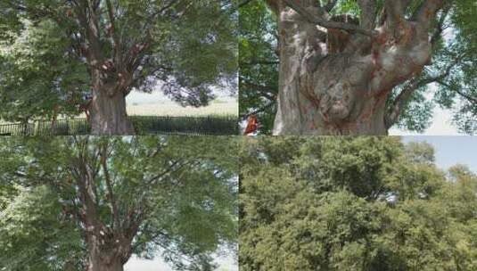 孤立挺拔的大树01高清在线视频素材下载
