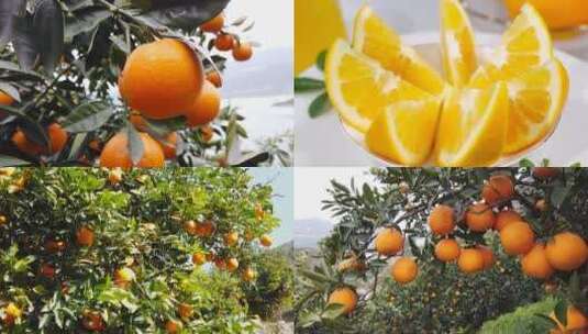 新鲜橙子合集高清在线视频素材下载