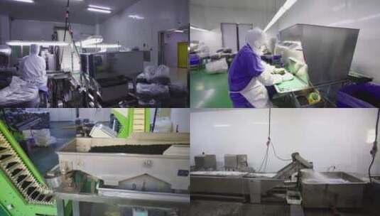 海菜裙带菜加工车间工厂高清在线视频素材下载