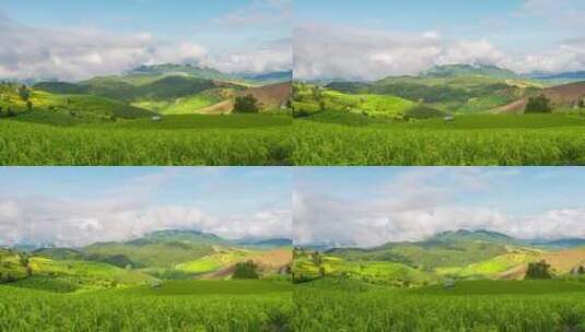 农业种植绿色的水稻田高清在线视频素材下载