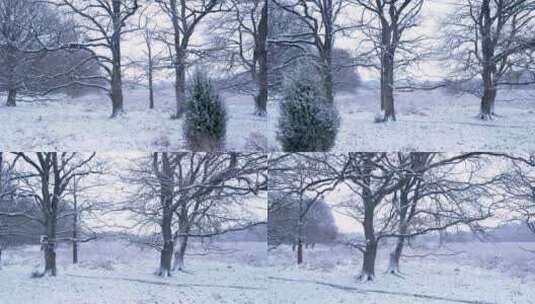 冬天的雪 大雪压在树林树枝上特写高清在线视频素材下载