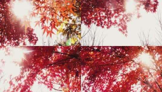 逆光阳光穿透金秋红色枫树叶1高清在线视频素材下载