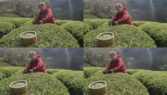 茶叶茶绿茶采茶茶山春茶茶园4K实拍高清在线视频素材下载