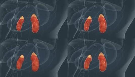 医学人体器官肺脏肾脏肠道全息特效三维动画高清在线视频素材下载