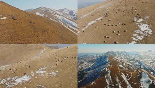 大海草山草地上的牛羊蒙古包航拍，视频素材高清在线视频素材下载