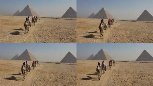 沙漠骆驼  金字塔高清在线视频素材下载