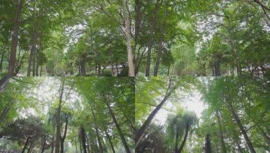 绿色幽静的树林空镜头高清在线视频素材下载