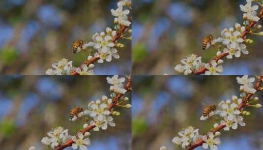 春天李花蜜蜂采蜜高清在线视频素材下载