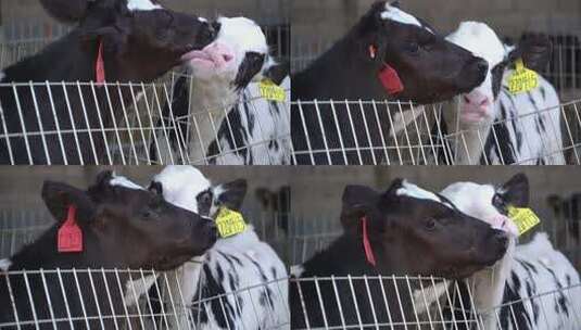 奶牛 小奶牛 奶牛场 奶牛养殖 (45)高清在线视频素材下载
