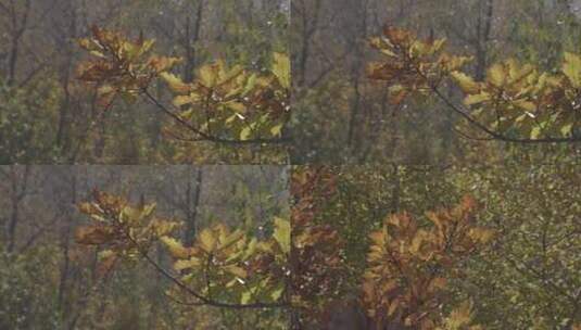 H一组林间树叶随风晃动高清在线视频素材下载