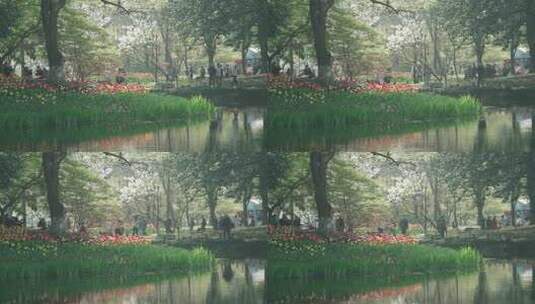 杭州太子湾 小溪边樱花和郁金香盛开高清在线视频素材下载