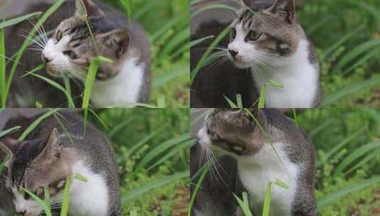 狸花猫特写，狸花猫吃草特写，中华田园猫高清在线视频素材下载