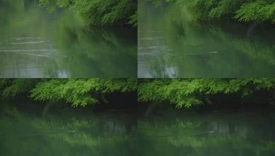 春天杭州花港观鱼植物阴雨天鸟绿色自然高清在线视频素材下载