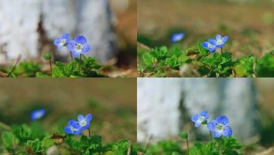 唯美小清新鲜花高清在线视频素材下载