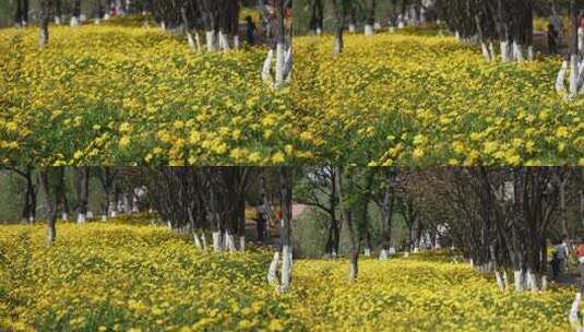 昆明大观园菊花高清在线视频素材下载