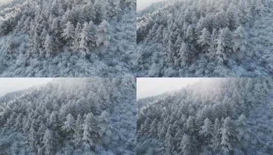 杭州临安太子尖华浪线森林雪景航拍高清在线视频素材下载