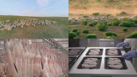 羊肉 西北 肥沃土壤 植被 优质湖羊高清在线视频素材下载