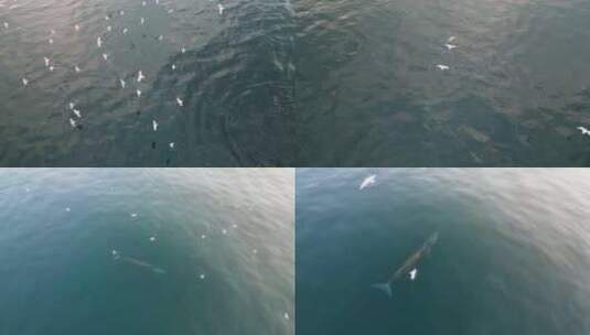 布氏鲸在水面游动换气 多片段合集高清在线视频素材下载