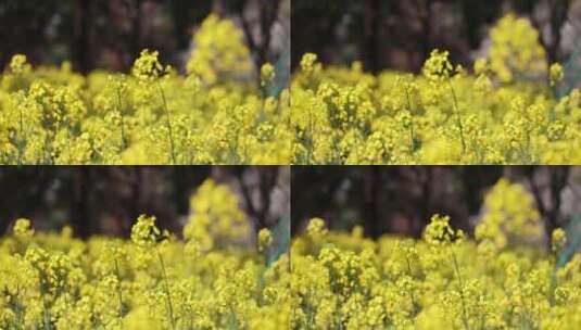春风吹动盛开的油菜花唯美高清在线视频素材下载