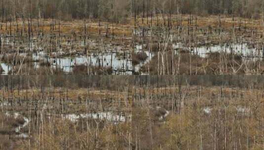 阿肯色州布莱克威尔点移除野生动物区湿地中高清在线视频素材下载