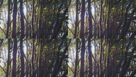 森林树林丛林光影变化高清在线视频素材下载