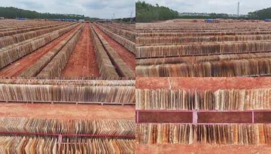 湛江桉木木材生产基地高清在线视频素材下载