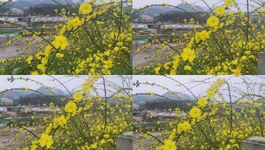 四川广元市朝天区嘉陵江沿岸的迎春花开高清在线视频素材下载