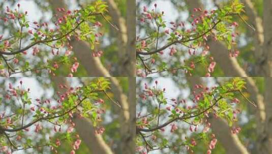 春天，阳光下苏州园林的海棠花开高清在线视频素材下载