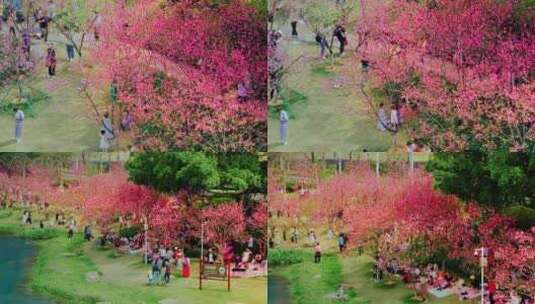 广州黄埔创业公园樱花盛开航拍高清4K视频高清在线视频素材下载