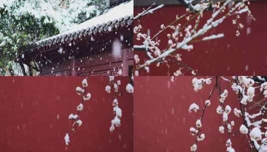 红墙绿瓦腊梅故宫腊梅雪景古建筑下雪腊梅高清在线视频素材下载