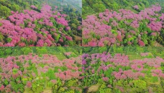 苏州米堆山樱花航拍高清在线视频素材下载