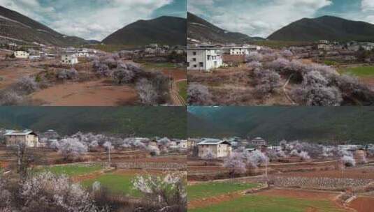 云南香格里拉尼西藏族村庄民居桃花盛开高清在线视频素材下载