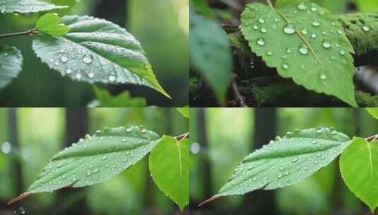 下雨意境树叶水滴高清在线视频素材下载