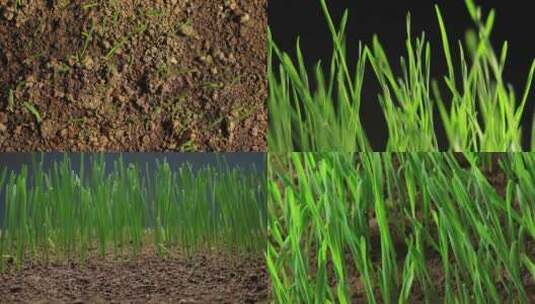 小麦生长延时 种子发芽 春天 万物复苏高清在线视频素材下载
