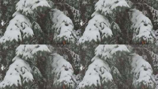 白雪覆盖的冷杉和雪5高清在线视频素材下载