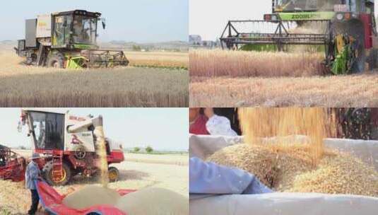 现代农业 金色麦浪 粮食丰收 三夏高清在线视频素材下载