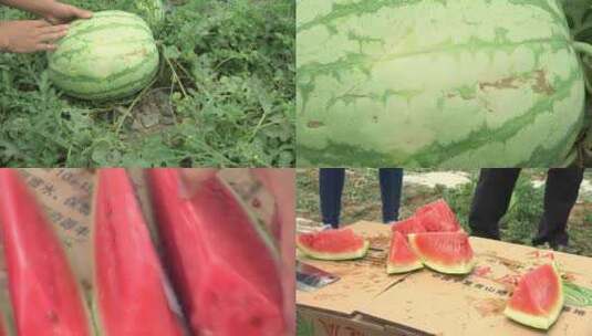 如何辨别硒砂瓜 切西瓜 吃西瓜高清在线视频素材下载
