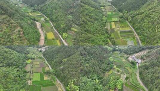 浙江松阳茶田茶山航拍高清在线视频素材下载