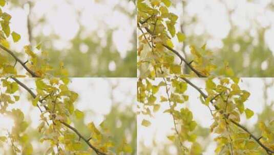 自然银杏树阳光近景横移高清在线视频素材下载