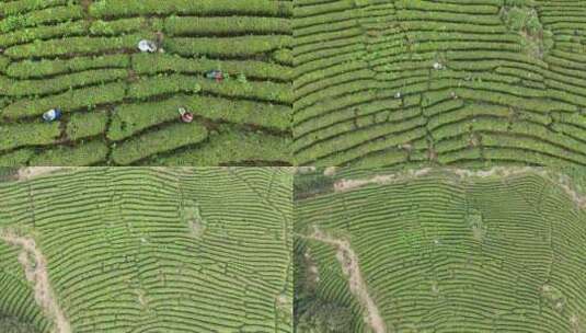 茶园采茶，春茶高清在线视频素材下载