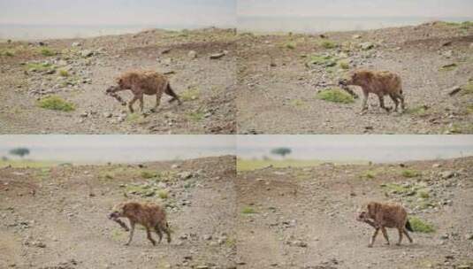 非洲肯尼亚马赛马拉国家保护区Safari高清在线视频素材下载