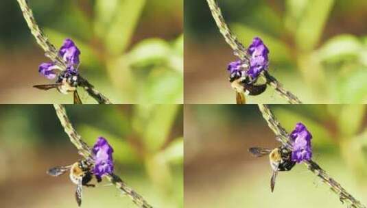 一只以花蜜为食的大黄蜂高清在线视频素材下载