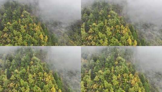 无人机航拍西藏林芝秋天高山林海云雾景观高清在线视频素材下载