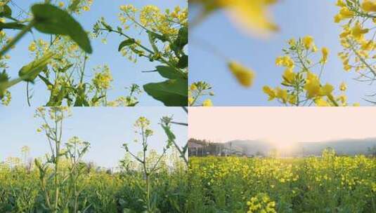 春暖花开油菜花海高清在线视频素材下载