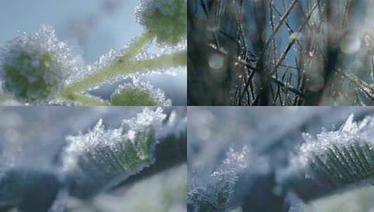 冬天植物上的冰晶水珠结冰高清在线视频素材下载