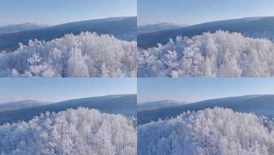 大兴安岭林海雪原冬季雾凇250113 (3)高清在线视频素材下载