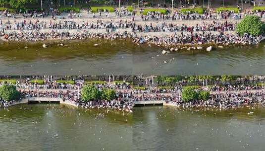 深圳湾公园观红嘴鸥人群、深圳湾观鸟高清在线视频素材下载