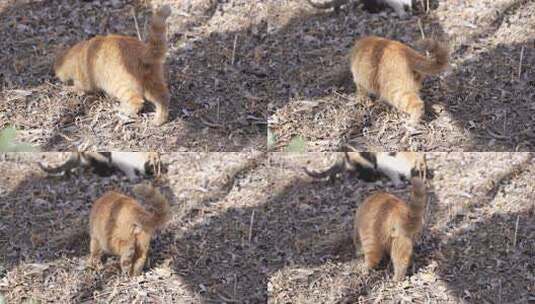 户外地面上的两只猫咪高清在线视频素材下载