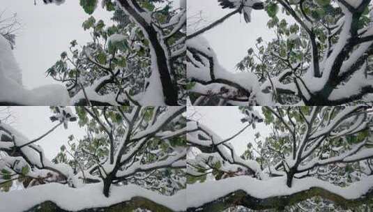 华顶森林公园雪景：下雪覆盖的千年杜鹃园高清在线视频素材下载